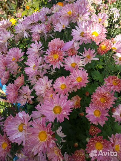 Хризантема