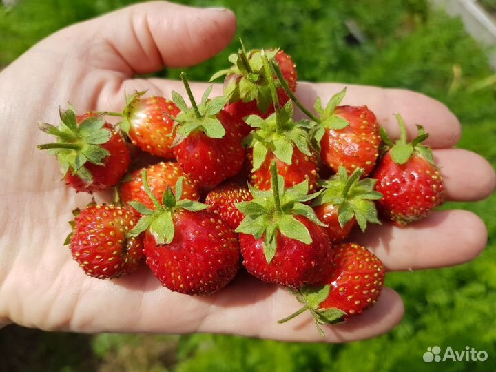 Клубника Купец