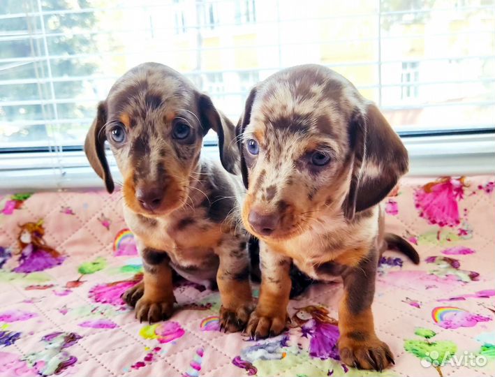 Такса кроличья/миниатюрная