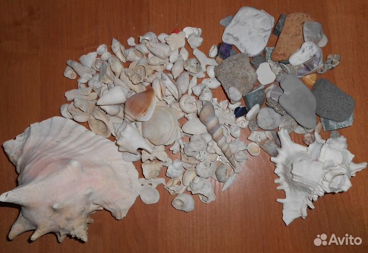 Ракушки и камни