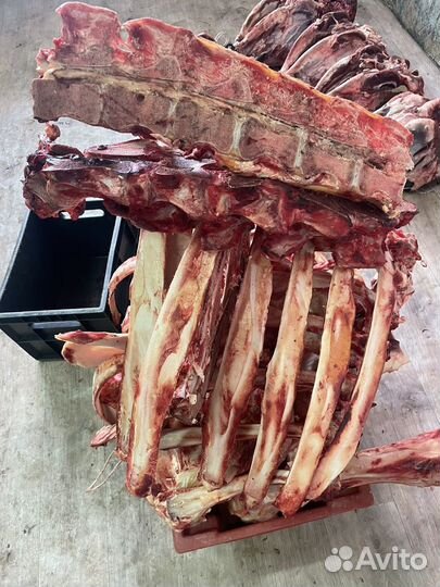 Кости крс животным бесплатно