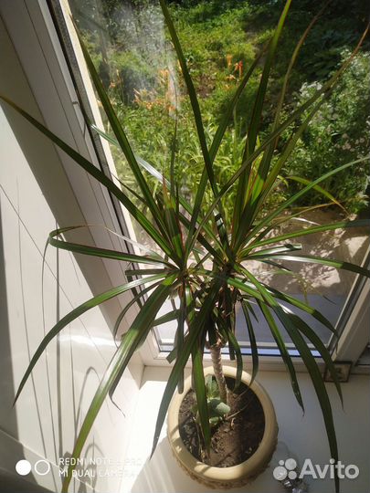 Драцена Драко