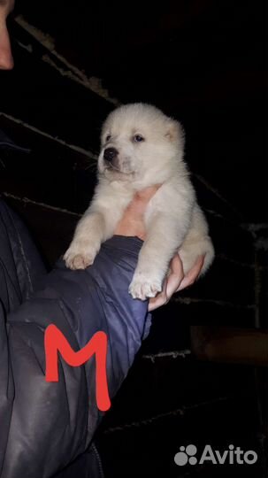 Продам щенят Алабая