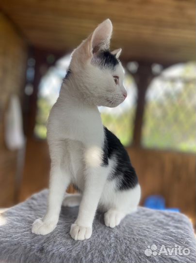 Котенок мальчик 2 месяца