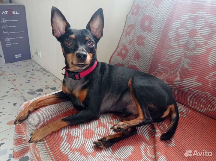 Зоогостиница, Домашняя Передержка