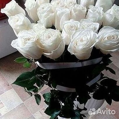 101 роза цветы букеты доставка 25 51 101 роза