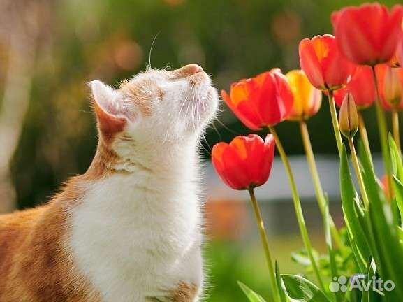 Котята, котики инвалиды, особенные ищут свой дом