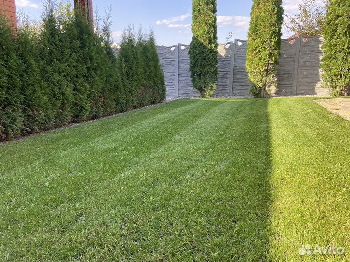 Семена газонной травы