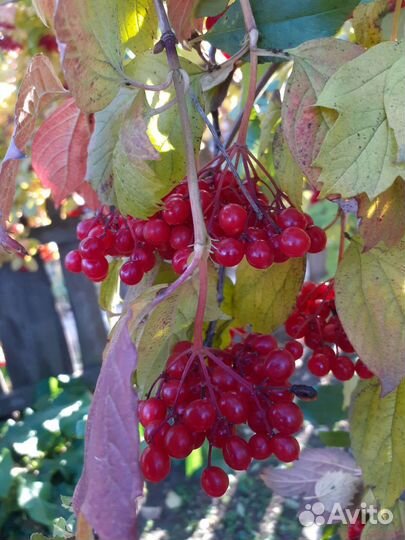 Калина, (ягоды) и укроп