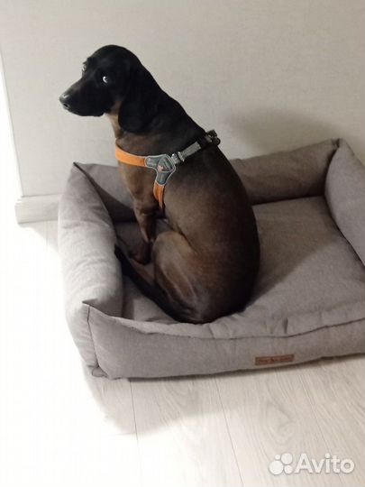 Вязка Баварская горная гончая