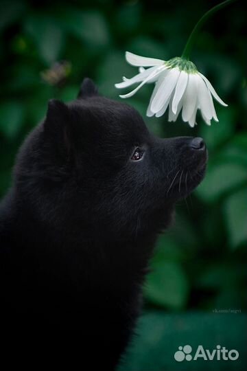 Щенки шипперке