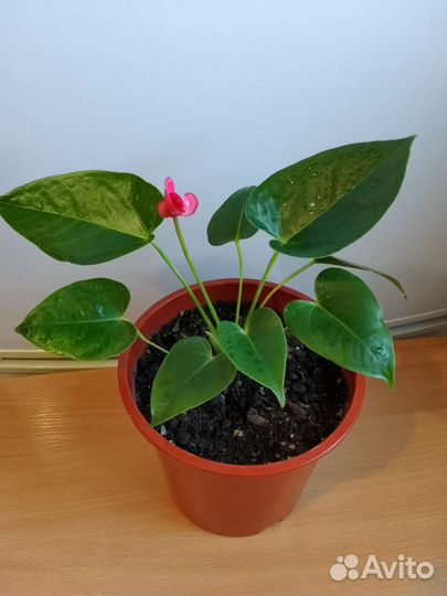 Антуриум 