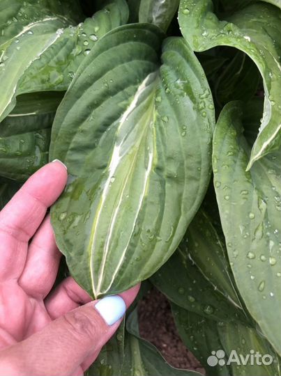 Хоста Стриптиз