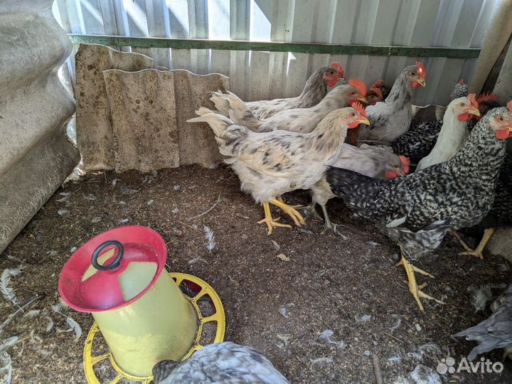 Петухи домашние