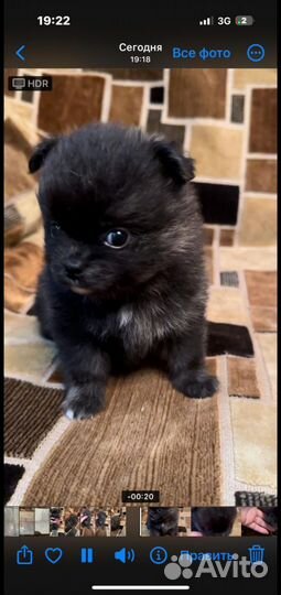 Щенки помчи, 2 мальчика