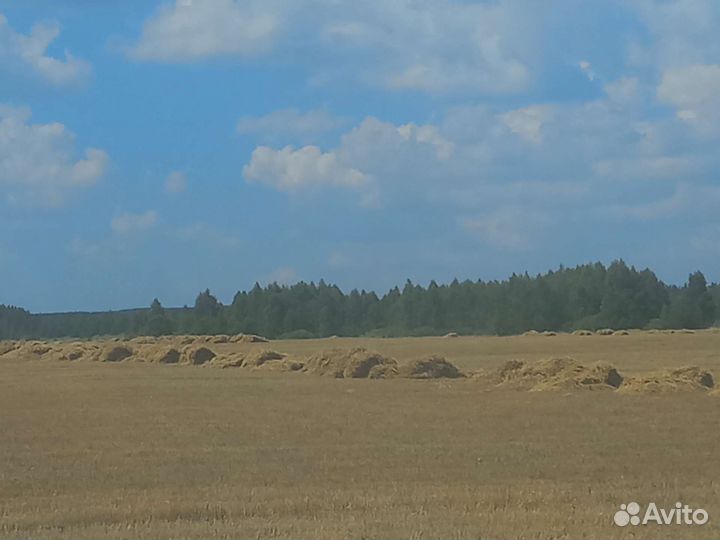 Солома пшеничная и ячменная