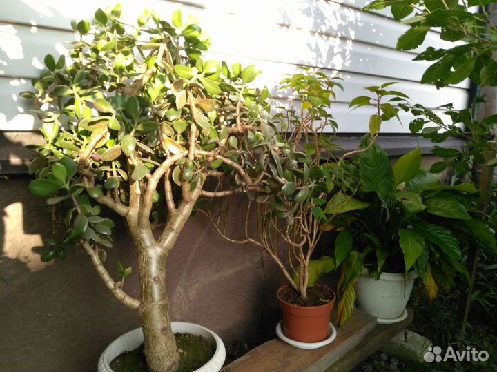 Ищем новый дом для комнатных растений