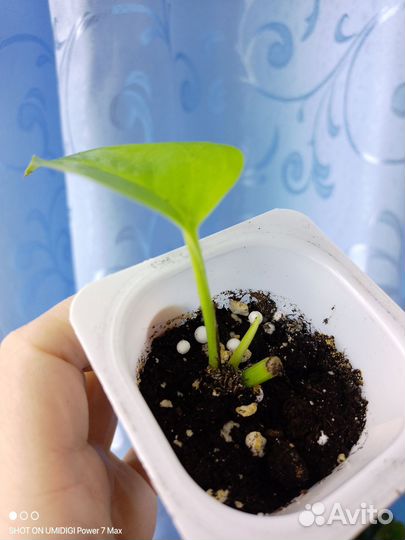 Комнатные цветы