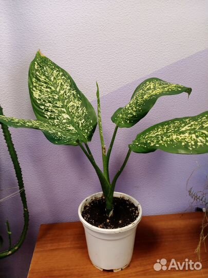 Комнатные растения