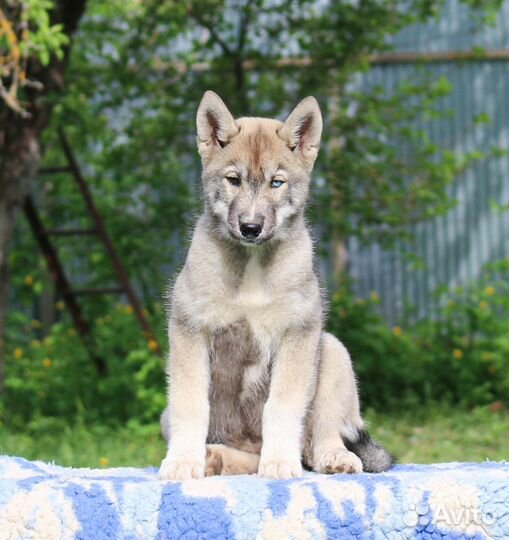 Девочка Агути