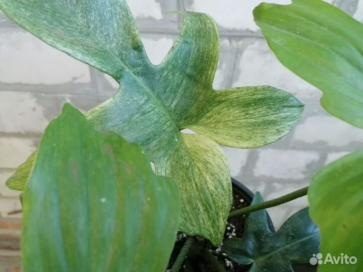 Филодендрон флорида бьюти альба