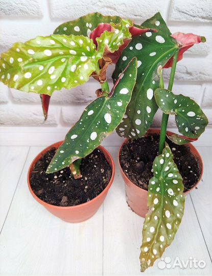 Дуранта, Бегония Макулата,Тигрис