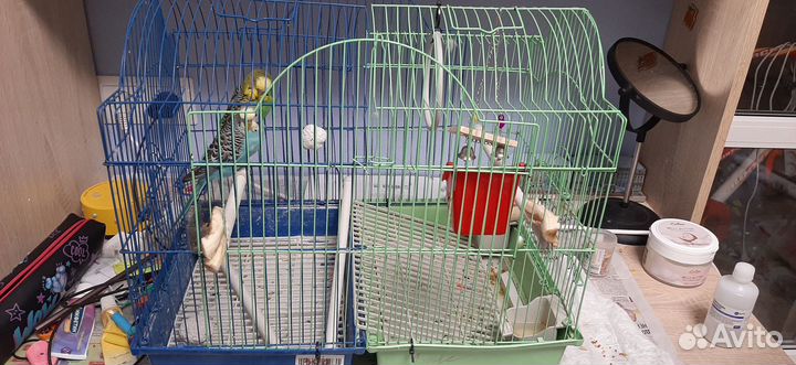 2 волнистых попугая с клеткой