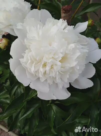 Пионы саженцы