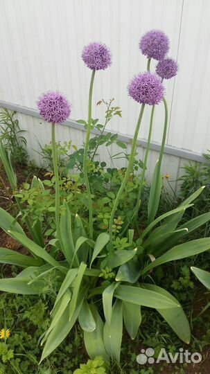 Бруннера сибирская - Brunnera sibirica Stev. (1851