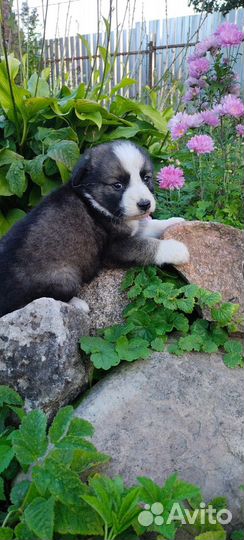 Щенки дворняжки