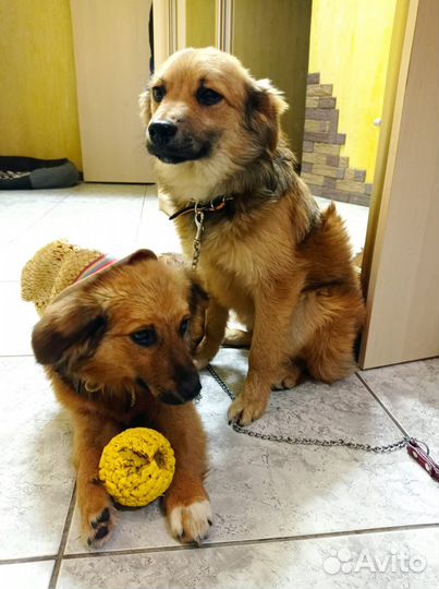 Маленькие Собачки щенята щенки