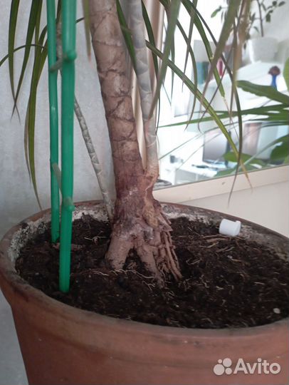 Драцена пальма