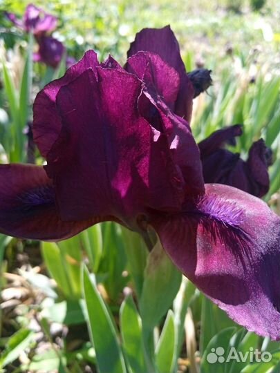 Многолетники для сада