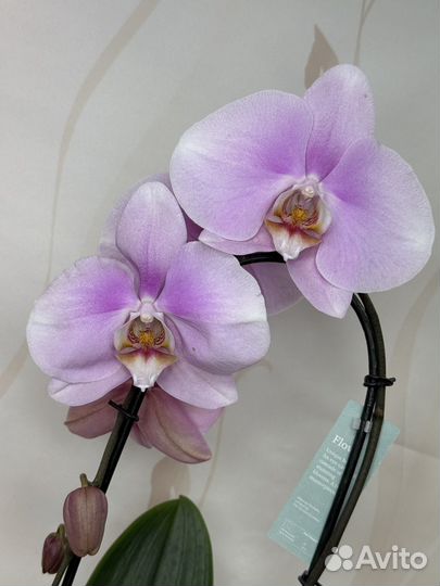 Орхидея фаленопсис