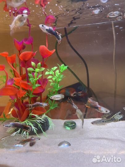 Аквариумные рыбки гуппи