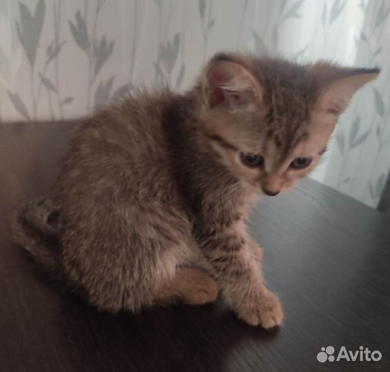 Котёнок 1,5 месяца девочка