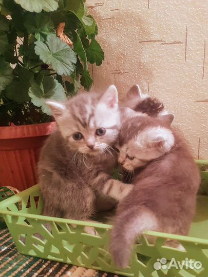 Классные британчики