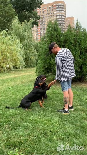 Кинолог с выездом