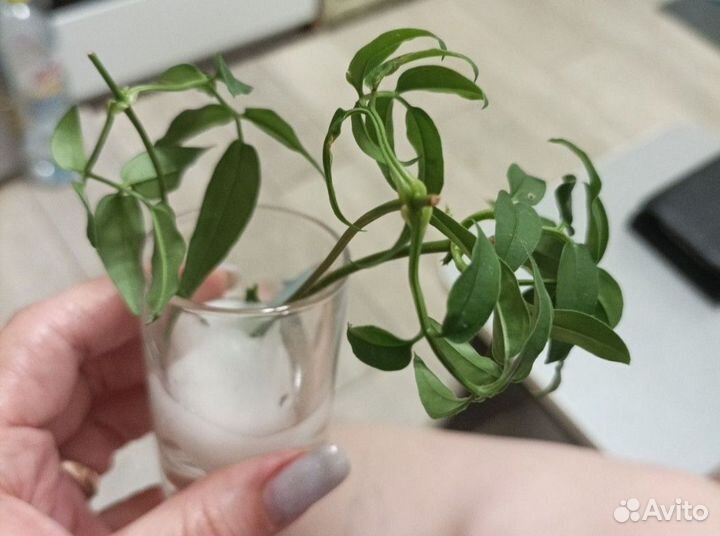 Жасмин комнатный душистый