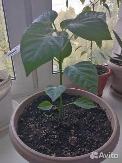 Острый перчик