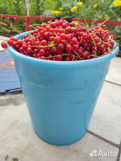 Смородина красная