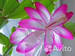 Декабрист цветущий