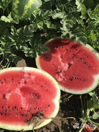 Арбуз оптом сорт каристан