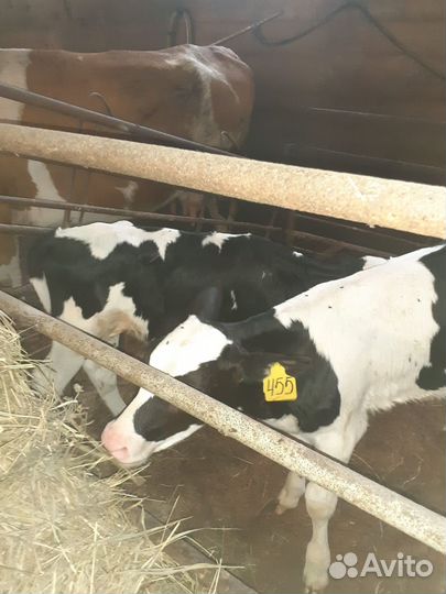 Телята бычки