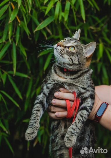 Кошка