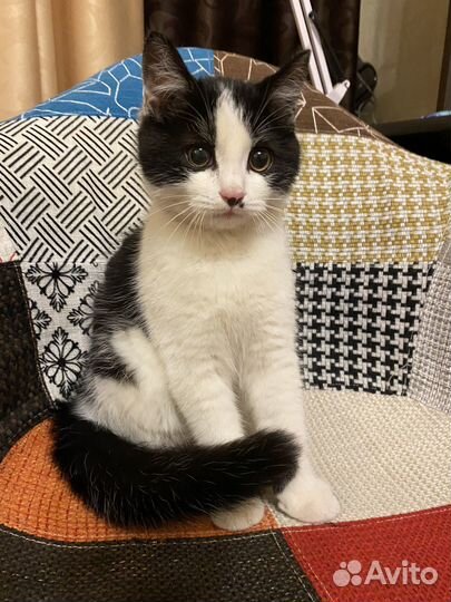 Кошка в дар