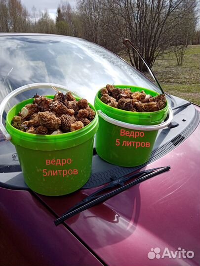 Сморчки свежие грибы