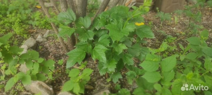 Саженцы (малина крупноплодная, калина, лимонник)