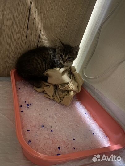 Котенок в хорошие руки