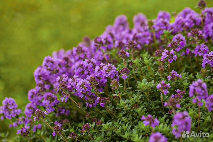 Тимьян ползучий (Чабрец)